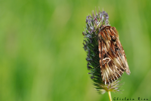 Actinotia radiosa, 26 juin 2021, Mijanès 09 © Ghislain Riou