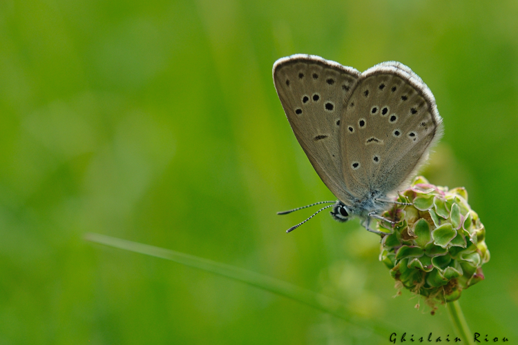 Phengaris alcon, 25 juin 2021, Comus 11 © Ghislain Riou