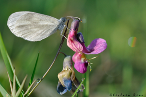 Leptidea sinapis mâle (genitalia vérifiés), 22 avril 2021, Lannemezan 65 © Ghislain Riou