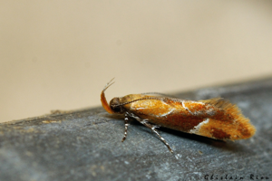 Epicallima formosella, 24 juil. 2021, Rebigue 31 © Ghislain Riou