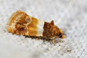 Epinotia festivana, 24 juil. 2021, Rebigue 31 © Ghislain Riou