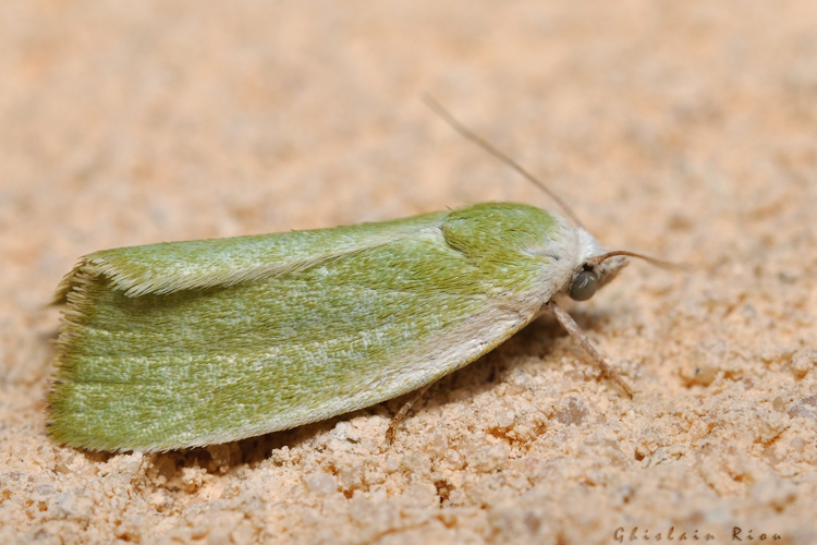 Earias clorana, 24 juil. 2021, Rebigue 31 © Ghislain Riou