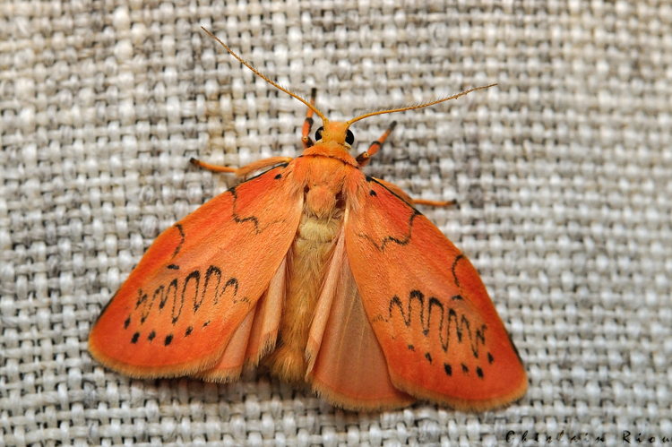 Miltochrista miniata, 24/08/2021, Rebigue 31 © Ghislain Riou