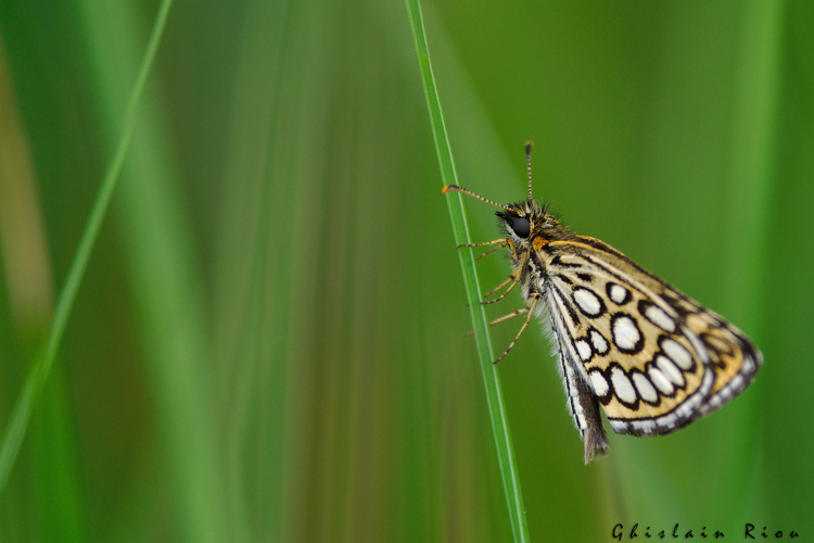 Heteropterus morpheus, 17 juin 2021, Ossun 65 © Ghislain Riou
