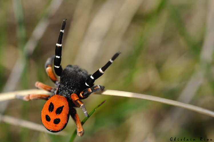 Eresus cf. kollari, 2 mai 2022, Creissels 12 © Ghislain Riou