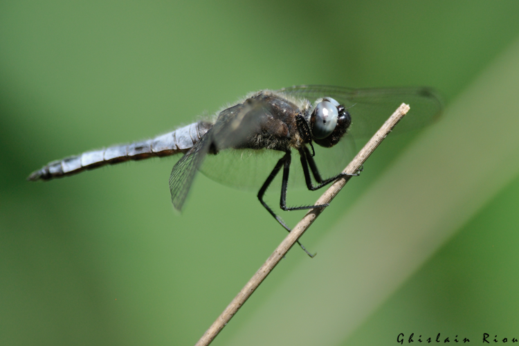 Libellula fulva mâle, 19 juin 2022, Lourdes 65 © Ghislain Riou