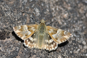 Carcharodus lavatherae, 29 juin 2022, Gavarnie-Gèdre 65 © Ghislain Riou