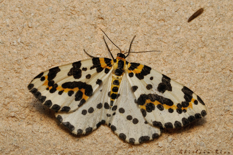 Abraxas grossulariata, 15 juillet 2022, Rebigue 31 © Ghislain Riou