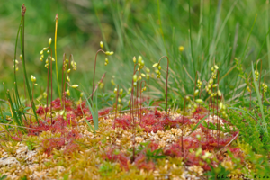 Drosera rotundifolia, 12 juillet 2022, Bordères-Louron 65 © Ghislain Riou