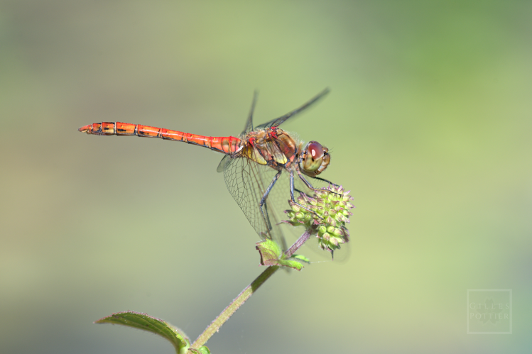 Sympetrum striolatum mâle (Horgues, Htes-Pyrénées, 04/09/2022) &copy; Gilles Pottier
