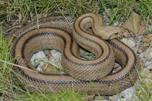 Zamenis scalaris, femelle adulte (Rivesaltes, Pyrénées-Orientales) © Gilles Pottier