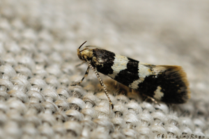 Denisia luctuosella © Ghislain Riou, Rebigue 31, 27 avril 2022