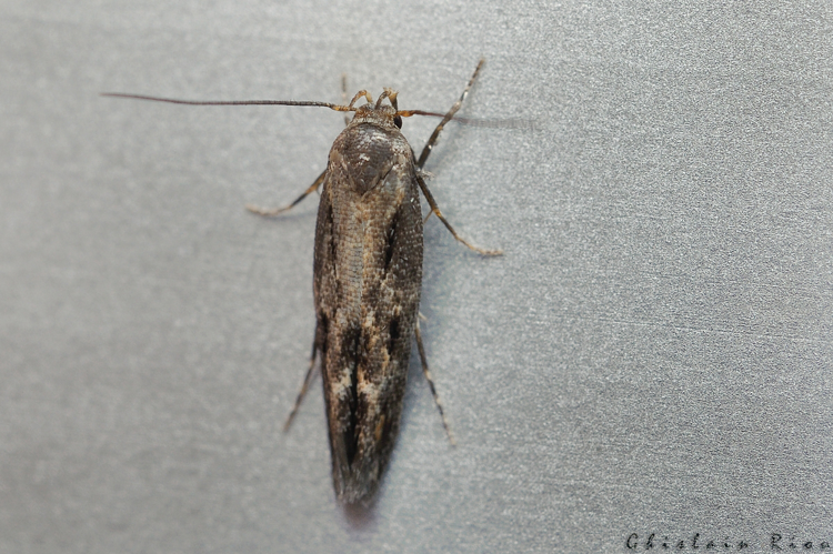 Mompha jurassicella , Rebigue 31, 3 décembre 2021 © Ghislain Riou