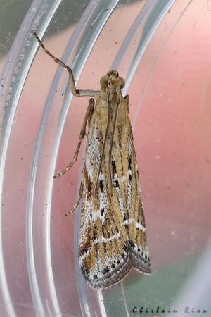 Pempeliella ornatella, 30 juin 2023, Boutx 31 © Ghislain Riou