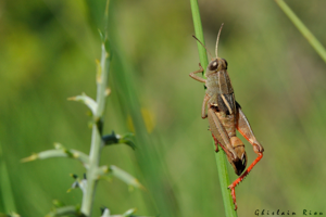 Paracaloptenus bolivari mâle, 7 juillet 2023, Lesparrou 09 © Ghislain Riou