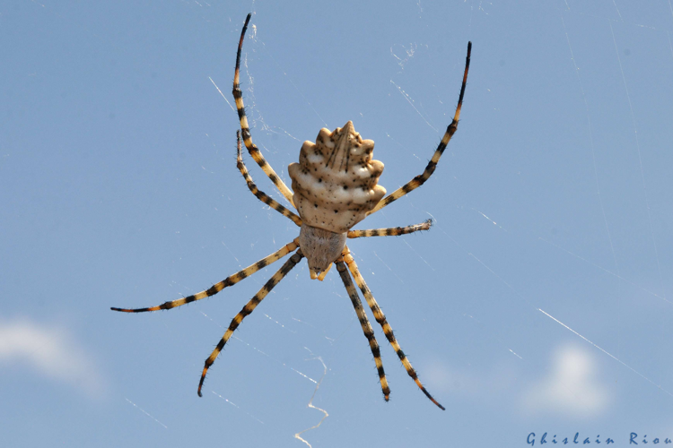 Argiope lobata, 15 juillet 2023, La Franqui (11) © Ghislain Riou