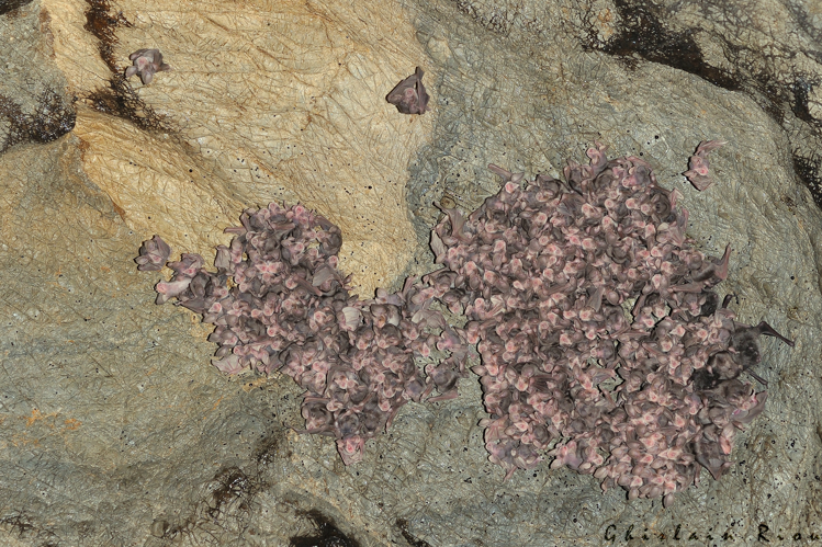 Jeunes Rhinolophes euryales et 3 adultes de Murin de Capaccinii (à droite), juillet 2015, Haut-Languedoc 34 © Ghislain Riou