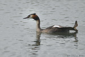 Grèbe huppé, juin 2023, Boussens 31 © Ghislain Riou