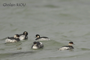 grèbe à cou noir © Ghislain Riou