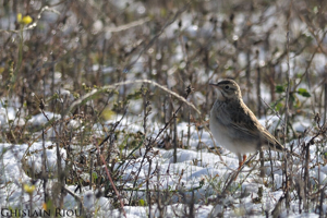 Pipit de Richard, Nov. 2013 © Ghislain Riou
