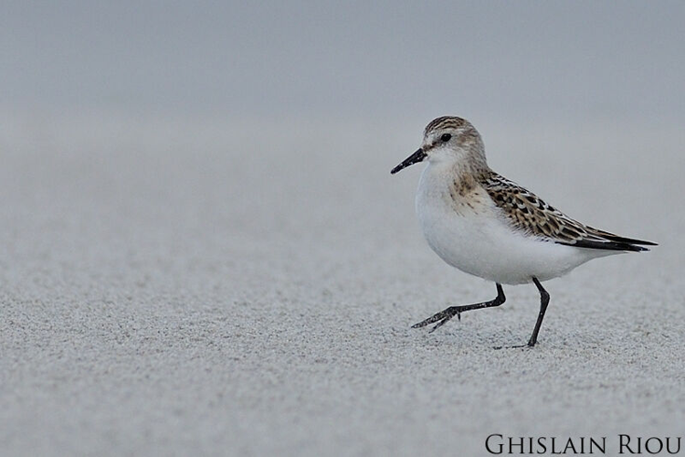 jeune Bécasseau minute © Ghislain Riou