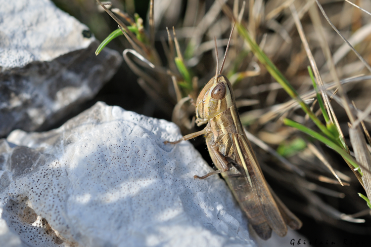 Euchorthippus chopardi  fem., 22 sept. 2023, Narbonne 11 © Ghislain Riou