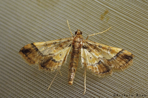 Hydriris ornatalis, 22 sept. 2023, Gruissan 11 © Ghislain Riou