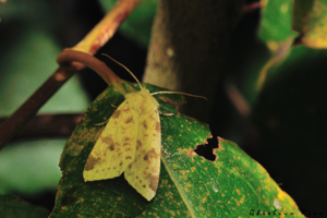Cirrhia icteritia, 1er Oct. 2023, Porta 66 © Ghislain Riou