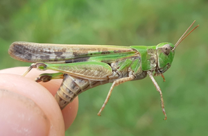 Aiolopus thalassinus, 12 Sept. 2023, Ste-Foy-d'Aigrefeuille 31 © Ghislain Riou
