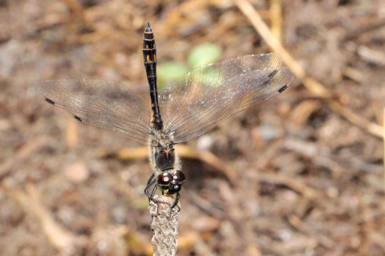 Sympetrum danae, août 2023, Les Angles 66 © Mangold Nicolas