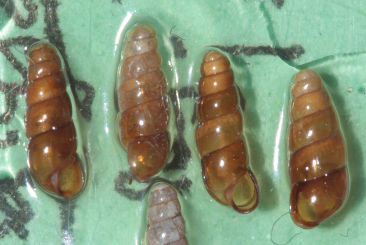 série de spécimens trouvés en tamisant la litière (Saint-Girons, Ariège) © Pierre-Olivier Cochard