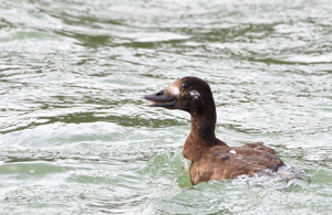 Macreuse brune 2A, 11 février 2024, Nailloux (31) © Jean-Marc L'Hermite