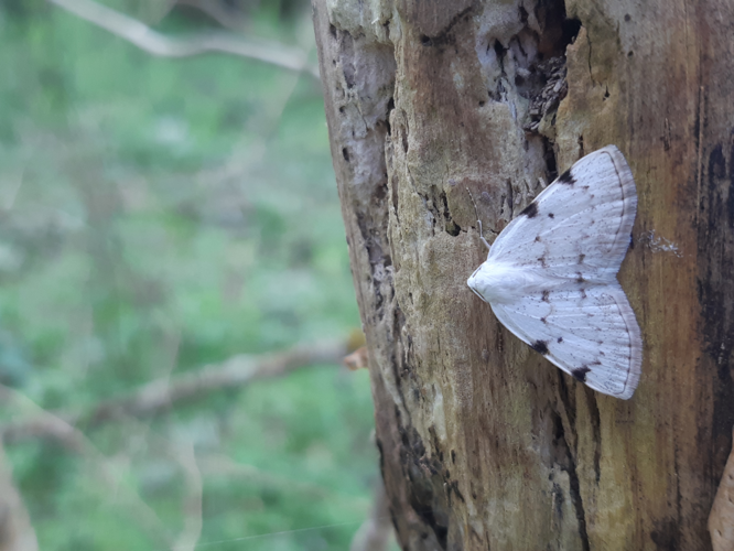 Lomographa bimaculata, 18 mars 2024, Venerque (31) © Ghislain Riou