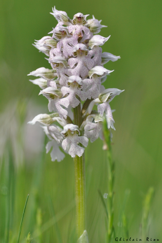 Neotinea lactea, 3 avril 2024, Lamasquère (31) © Ghislain Riou