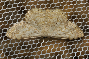 Scopula submutata, 3 août 2024, Leucate (11) © Ghislain Riou