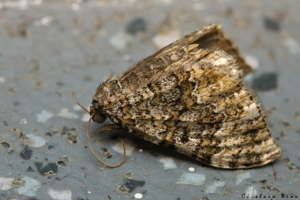 Euphyia frustata morte, 26 août 2024, La Mongie (65) © Ghislain Riou