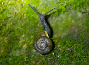 Norelona pyrenaica, 22/09/2024, Casteil (66) © Simon Combet