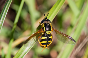 Chrysotoxum intermedium © Bastien Louboutin