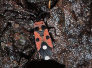 Imago, photographié en février (Albi, 81) © Pierre-Olivier Cochard