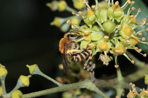 Individu exploitant les fleurs de lierre, novembre 2023 (Toulouse, 31) © Pierre-Olivier Cochard