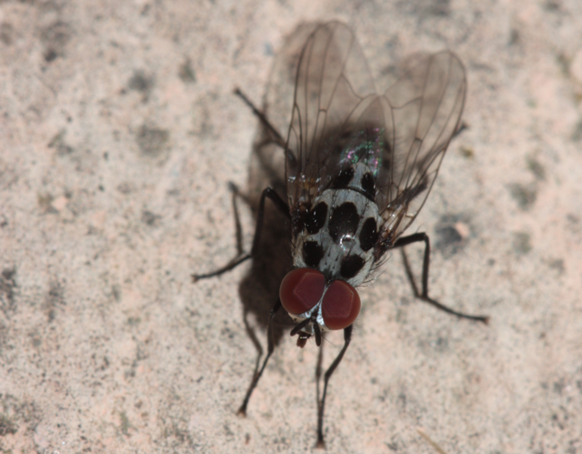 Imago, photographié dans un jardin à Toulouse (15 mai 2024) © Pierre-Olivier Cochard