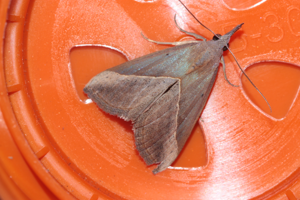 Imago, photographié à Toulouse en janvier 2024 © Pierre-Olivier Cochard