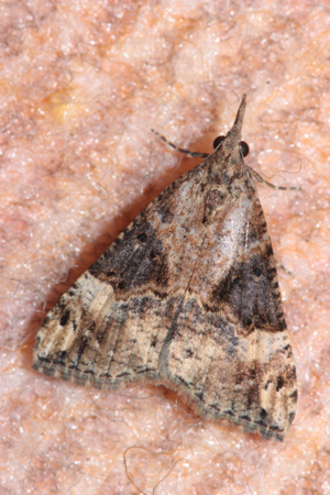 Imago, photographié à Toulouse en décembre 2024 © Pierre-Olivier Cochard