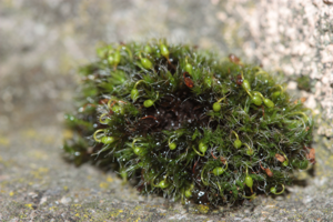 Spécimen avec sporophytes (Toulouse, janvier 2025) © Pierre-Olivier Cochard