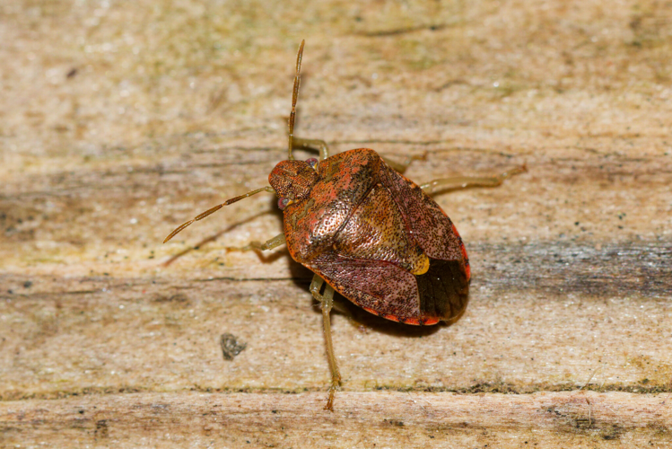 Dryadocoris apicalis à Montferrier-sur-Lez (34) © Bastien Louboutin