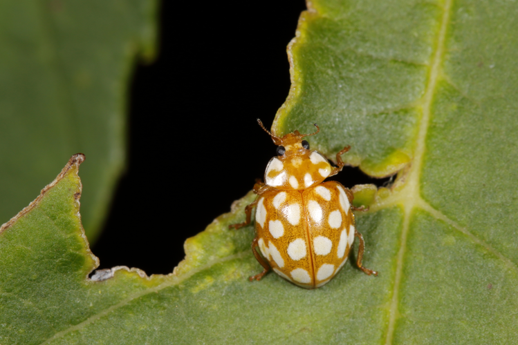 Sospita vigintiguttata à Porta (66) © Bastien Louboutin