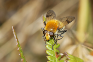 Sericomyia superbiens - Les Martys (11) © Bastien Louboutin