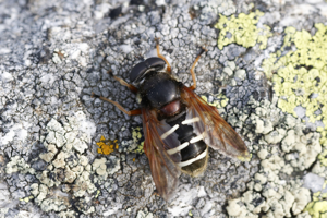 Sericomyia lappona - Le Bousquet (11) © Bastien Louboutin