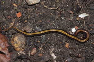 Spécimen vivant, adulte, débusqué sous une planche dans un jardin (Toulouse, janvier 2025) © Pierre-Olivier Cochard