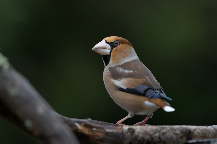 Grosbec casse-noyaux ♂, Cieutat (Hautes-Pyrénées) le 11/01/2025 © Gilles Pottier